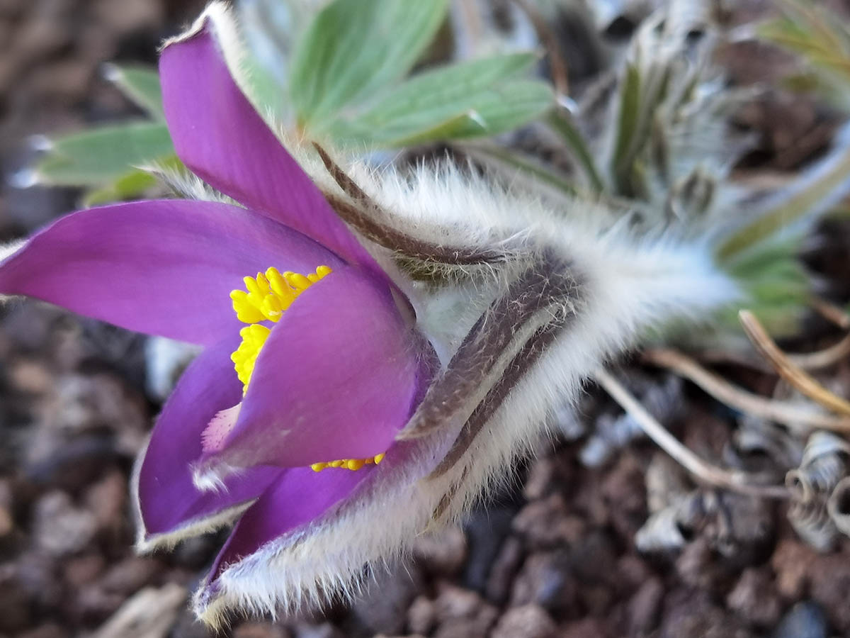 Pulsatilla patens photo